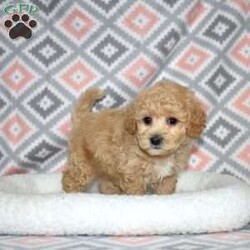 Pogo/Bich-Poo									Puppy/Male	/December 1st, 2025,Pogo is a playful Bich Poo puppy who lives up to his fun name. With his golden coat and charming white markings, he’s as adorable as he is entertaining. Pogo’s silly, bouncy personality brings constant joy and laughter to everyone he meets.