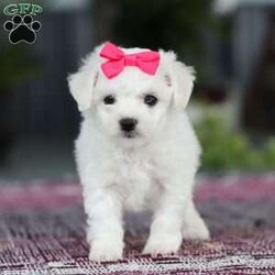 Cayli/Bichon Frise									Puppy/Female	/6 Weeks,Cayli is an absolutely adorable AKC Bichon puppy with a heart as soft as her fluffy white curls. This sweet little girl has the brightest, most curious eyes and a playful spirit that makes everyone fall in love with her instantly. Whether she’s prancing around with her tiny paws, snuggling up for cuddles, or showing off her gentle, loving personality, Cayli brings pure joy wherever she goes. She’s the perfect mix of elegance and puppy mischief—an irresistibly cute little companion who’s clearly destined to be someone’s very best friend,