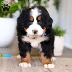 Austin/Bernese Mountain Dog									Puppy/Male	/9 Weeks,Meet Austin, an absolutely adorable AKC Bernese Mountain Dog puppy with a gentle heart and an irresistible personality. This handsome little boy is full of sweetness, curiosity, and calm charm, always content to be by your side or soaking up love from his favorite people. With his fluffy tri-color coat, big expressive eyes, and cuddly nature, Austin has a special way of melting hearts the moment you meet him. He’s affectionate, easygoing, and eager to please, making him a wonderful companion and a perfect addition to any loving home.