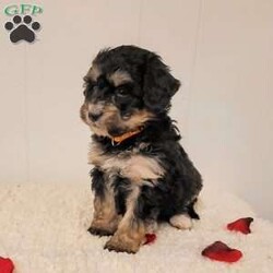 Roxy/Mini Bernedoodle									Puppy/Female	/December 5th, 2025,Meet Roxy, a sweet F2 mini Bernedoodle puppy. Roxy is playful and affectionate, and we anticipate she will grow to weigh between 25 to 35 pounds. We invite you to visit Roxy, her siblings, and her loving mother, who is known for her gentle and calm demeanor. Both parents have undergone genetic health testing to ensure the best for their puppies.