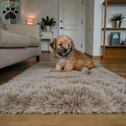 Lilly/Morkie / Yorktese									Puppy/Male	/11 Weeks,Are you looking for an awesome puppy ? This one would love to be your buddy !! Bred to bring joy and love to your life . This youngster is waiting on you .