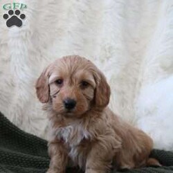Finn/Mini Goldendoodle									Puppy/Male	/December 16th, 2025,Meet Finn, our adorable Miniature Goldendoodle puppy with beautiful white markings and a sweet, playful personality. Finn is happy, affectionate, and loves being around people. He loves belly rubs, cuddles, and exploring the world with curiosity! If you’re looking for a loyal companion and a new best friend, this pup is the perfect match.