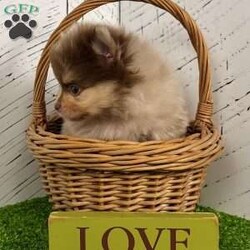 Skyler/Pomeranian									Puppy/Male	/8 Weeks, Hi there… my name is Skyler And yes — I’m that little chocolate-tan Merle Pom you can’t stop staring at I’m an AKC-registered, purebred Pomeranian boy born December-11-2025, with a big personality packed into a tiny, fluffy body. Everyone says I have the ultimate teddy bear face and a thick, plush coat that’s made for cuddling. My parents are both like 6 pounds, so I should be a perfect small size too! I’ve been family raised, loved on every day, and well socialized — so I’m confident, sweet, and ready to be your best little sidekick. I’m also a good boy when it comes to my care: • Up to date on all shots & dewormings • Microchipped • Comes with a health guarantee • AKC registered Whether you’re looking for a spoiled lap companion, a show-stopping pup, or a tiny best friend to follow you everywhere — I’m your guy. Delivery is available right to your door, so I can be snuggled up with you before you know it. If you’ve been waiting for that one special Pom… I think we just found each other