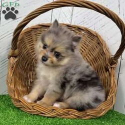Finn/Pomeranian									Puppy/Male	/8 Weeks,Hi there! I’m Finn, an adorable little purebred AKC registered black tan merle Pomeranian boy with a fluffy coat, teddy bear looks, and beautiful coloring — including FOUR little feet with cute white toes! Both of my parents are around 6-7 pounds, so I should stay nice and small, making me a great little companion to take along and enjoy every day! I’m being raised by a loving family with daily handling and socialization so I’ll be ready to fit right into my forever family Here’s a little about me: Purebred AKC Registered Black Tan Merle Coloring FOUR Feet With White Toes Thick Fluffy Coat Teddy Bear Look Family Raised & Well Socialized Up To Date On Vaccines & Deworming Vet Checked Health Guarantee Included! Delivery is available right to your door! Contact my humans with any questions or to make me a part of your family!