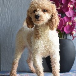 Preston/Miniature Poodle									Puppy/Male	/14 Weeks,Hi! I am an adorable Mini Poodle looking for a forever home. I promise to be your forever loyal friend and give unconditional love and lots of kisses. I was born on a mini farm in the country where it is very quiet and peaceful. My owners are not your everyday pet owners. They have a state-of-the-art kennel and specialize in poodles mini and toy also shitzus and teddy bears. There are also chickens on the farm that produce plenty of eggs for my owners. Bubbles is our family pet ready to greet you when you arrive to meet me. My parents are examined by a veterinarian on a regular basis for optimal health. 