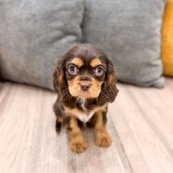 Chico/Cavalier King Charles Spaniel									Puppy/Male	/14 Weeks,Meet Chico! This sweet and adorable chocolate Cavalier King Charles Spaniel is looking for a forever family!