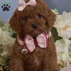 Zoe/Toy Poodle									Puppy/Female	/7 Weeks,Hello, we have a litter of Red Toy poodles that are now ready to go to their new homes, these are NOT some backyard bred mixed breed pups, these are AKC Registered purebred poodle pups from Champion Show Lines, I have 4 Males and 1 Female available, they will be up to date on vaccinations and deworming, they will also come with their AKC paperwork along with their shot records etc, my pups have been raised indoor under foot since birth, they have been fed premium food and filtered water since being weaned, they are super cute, playful and very loving, my pups will range in the 6.5 to 9lbs range when they are full grown, Ive got two males that are going to be on the smaller side (6 ish lbs wen full grown) and 2 males that will be a little bigger (7 to 9Lbs) we are looking for loving families that plan on taking great care of the puppy, no breeders or Kennels, only loving homes where they will live inside snuggled up with you, call or text if you would like to come see the pups, both Mom and Dad are here on site so you are welcome to come meet them as well, if you are not in the area we can meet at a halfway point as long as its a reasonable distance (within two hours) call or text