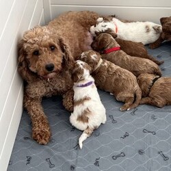 Mason/Mini Goldendoodle									Puppy/Male	/10 Weeks,We have Beautiful Mini Goldendoodle puppies available and ready for their new homes now! These are all very happy and friendly and would be a great addition to your home! They are very hypoallergenic with basically no shedding which is very nice! The puppies will grow to be 18-22 lbs as an adult. Mom is an 20 lb Goldendoodle and has the best temperament and super friendly! Dad is a 15 lb Mini Goldendoodle and has a great temperament as well! Both are beautiful and doing very well! They have both been health tested. The puppies will be vet checked and up to date on all vaccines and deworming. When purchasing a puppy with us you will receive a small bag of puppy food, a blanket with mom and litter scent, a favorite toy, a written one year health guarantee, and a health certificate from the vet. Reach out to us at anytime for more information or to schedule a visit with these sweet puppies! Shipping and delivery available for an additional fee. 