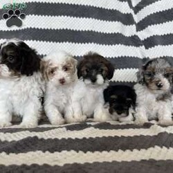 Mason/Maltipoo									Puppy/Male	/8 Weeks,Meet our adorable Maltipoo puppy! Our goal is to raise happy and healthy puppies! Each puppy is well socialized and played with daily by our children! This puppy is up to date on all vaccines and dewormer! It will come with vet papers and a 1 year health guarantee! Call or text to reserve this cuddly pup!