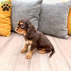 Chico/Cavalier King Charles Spaniel									Puppy/Male	/14 Weeks,Meet Chico! This sweet and adorable chocolate Cavalier King Charles Spaniel is looking for a forever family!