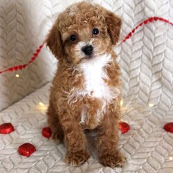 Grant/Toy Poodle									Puppy/Male	/11 Weeks,Meet Grant! These sweet AKC-registered Toy Poodle puppies are raised with lots of love and attention. They are microchipped and come from genetically tested parents, Rambo (4.5 lbs) and Brinley (8.5 lbs). Each puppy is vet checked, up to date on shots and wormer, and goes home with a 30-day health guarantee plus a 2-year genetic health guarantee. Raised around kids, they are well socialized, playful, and affectionate with great little temperaments. They’re truly wonderful pups looking for loving homes. Grant is 100 genetically clear and has an approximated adult weight of 6-8 lbs.