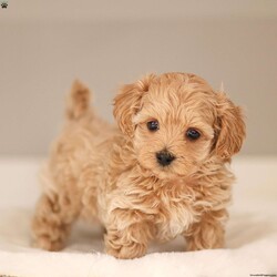 Luca/Maltipoo									Puppy/Male	/December 31st, 2025,Meet Luca, a tan male malti-poo puppy raised with intentional care, early socialization, and daily interaction to support confidence and companionship. He receives daily interaction and thoughtful development to help [him/her] grow into a confident, well-adjusted companion. Our goal is simple: to give each puppy a strong foundation—physically, emotionally, and socially—before he joins his forever family.
