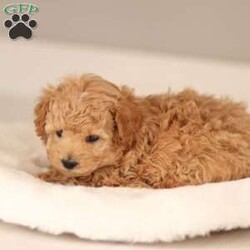 Noah/Maltipoo									Puppy/Male	/January 7th, 2026,Noah is a tan male Maltipoo puppy raised in a hands-on family environment with thoughtful early development and daily interaction. He receives daily interaction and thoughtful development to help him grow into a confident, well-adjusted companion.