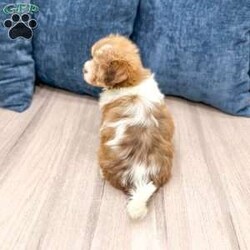 Jewel/Havanese									Puppy/Female	/9 Weeks,Hello there!  I’m Jewel a beautiful Havanese puppy! These puppies have a Mom that weighs around 11 pounds and Dad weighs around 12 pounds! Jewel is the perfect addition to any family. Don’t miss the opportunity to bring home this delightful Havanese puppy! I’m well socialized with children and ready to fit into your family! I would love to fill your home with all of my  puppy love! I have been vet checked, microchipped and I am up to date on vaccinations and dewormings and will come with a one year genetic health guarantee. Call or text anytime to make me the newest addition to your family and get ready to spend a lifetime of tail wagging fun!