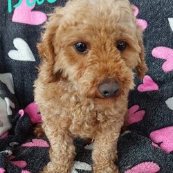 Champ/Toy Poodle Mix									Puppy/Male	/8 Weeks,Meet sweet lil Champ!! Family raised with love well socialized with children and adults caring heart who will always be there comforting you with lots of love! We have 3 children so our fur-babies get lots of attention/Snuggles!!!! If you want to meet, contact Susan to schedule a visit im a at home mom so im pretty available! You would get along vet certificate, microchip numbers, health records, warranty that’s good for up to 1 year and a lil baggy food!! 