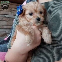 Champ/Toy Poodle Mix									Puppy/Male	/8 Weeks,Meet sweet lil Champ!! Family raised with love well socialized with children and adults caring heart who will always be there comforting you with lots of love! We have 3 children so our fur-babies get lots of attention/Snuggles!!!! If you want to meet, contact Susan to schedule a visit im a at home mom so im pretty available! You would get along vet certificate, microchip numbers, health records, warranty that’s good for up to 1 year and a lil baggy food!! 