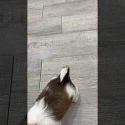 Harry/Havanese									Puppy/Female	/8 Weeks,Hello there!  I’m Harry a beautiful Havanese puppy! These puppies have a Mom that weighs around 11 pounds and Dad weighs around 12 pounds! Harry is the perfect addition to any family. Don’t miss the opportunity to bring home this delightful Havanese puppy! I’m well socialized with children and ready to fit into your family! I would love to fill your home with all of my  puppy love! I have been vet checked, microchipped and I am up to date on vaccinations and dewormings and will come with a one year genetic health guarantee. Call or text anytime to make me the newest addition to your family and get ready to spend a lifetime of tail wagging fun!