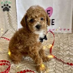 Grant/Toy Poodle									Puppy/Male	/11 Weeks,Meet Grant! These sweet AKC-registered Toy Poodle puppies are raised with lots of love and attention. They are microchipped and come from genetically tested parents, Rambo (4.5 lbs) and Brinley (8.5 lbs). Each puppy is vet checked, up to date on shots and wormer, and goes home with a 30-day health guarantee plus a 2-year genetic health guarantee. Raised around kids, they are well socialized, playful, and affectionate with great little temperaments. They’re truly wonderful pups looking for loving homes. Grant is 100 genetically clear and has an approximated adult weight of 6-8 lbs.