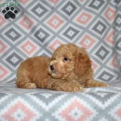Peanut/Bich-Poo									Puppy/Male	/December 1st, 2025,Peanut is a sweet Bich Poo puppy with a golden coat and charming white accents. His playful, goofy personality makes him impossible not to love. Peanut thrives on interaction and loves being part of family life.