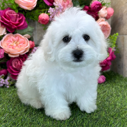 Midnight/Bichon Frise/Female/December 26, 2025