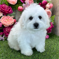 Adopt a dog:Midnight/Bichon Frise/Female/December 26, 2025,Hi, I'm Midnight! I'm a 10-week-old male Bichon Frise with a beautiful white coat, born on December 26. I am ready now to plan my trip to my forever family. Once I reach my adult size, I'm expected to weigh between 9–12 lbs. I'm AKC registered. I'll bring the love, you bring the treats.