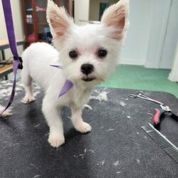 Cyrus/Yorkie									Puppy/Male	/12 Weeks,Cyrus is a handsome white and tan boy with lots of personality very playful and loving will definitely steal your heart out your chest and fill your home with warmth