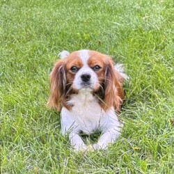 Rocky/Cavapoo									Puppy/Male	/8 Weeks,Hi my name is Rocky! I am a blonde with white cavapoo. My mom is a blenheim akc cavailer, and my dad is a red akc poodle. I love to play and cuddle.  I have been family raised around small children. I am currently working on my social skills. I have been vet checked and microchipped. I come with a one year genetic health guarantee. I am current on all vaccines and de-wormer. I will bring a mama blanket to my new home, it has her scent on it so it helps me adjust better. If you would like additional information please call or text Aaron. He can also send you more pictures or a video. If you would like we can also Facetime. Delivery options available. 
