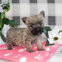 Yvonne/Cairn Terrier									Puppy/Female	/January 19th, 2026,Meet Yvonne! A playful,  active ball of fun! She is the smallest of the litter, but don’t let that fool you,  she can handle her own end just fine! She loves to explore and play.  Se has plenty of energy for lots of fun times!  She is up to date with shots and wormer, she is vet checked and is in excellent health.  She comes with ACA registration papers,  a small bag of her current food and a scent blankie to help smooth the transition to a new home. 