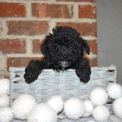 Sophie/Yorkie Poo									Puppy/Female	/November 13th, 2025,Meet your new BFF, Sophie! This precious Yorkie-Poo puppy is vet checked & up to date on shots & wormer, plus comes with a health guarantee provided by the breeder! Sophie is well socialized & currently being family raised!