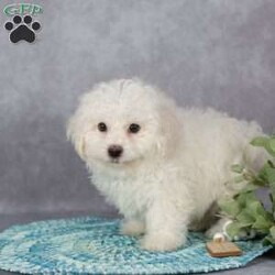 Fluffy/Bichon Frise									Puppy/Male	/9 Weeks,These sweet little ones are looking for their forever home—could that be with you?