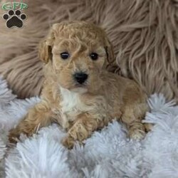 Sally/Bich-Poo									Puppy/Female	/6 Weeks,Hi meet Sally! I am a happy puppy. Looking for a loving home and someone to take my puppy Kisses ! My mom Bailey weighs around 12 lb and Daddy Sarge weighs around 14 lb. They are both happy and healthy! If you would love to snuggle with me, please give Rebecca a call or text and she would love to chat with you! 