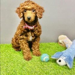 Rocky/Cavapoo									Puppy/Male	/8 Weeks,Hi my name is Rocky! I am a blonde with white cavapoo. My mom is a blenheim akc cavailer, and my dad is a red akc poodle. I love to play and cuddle.  I have been family raised around small children. I am currently working on my social skills. I have been vet checked and microchipped. I come with a one year genetic health guarantee. I am current on all vaccines and de-wormer. I will bring a mama blanket to my new home, it has her scent on it so it helps me adjust better. If you would like additional information please call or text Aaron. He can also send you more pictures or a video. If you would like we can also Facetime. Delivery options available. 