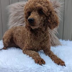 Sally/Bich-Poo									Puppy/Female	/6 Weeks,Hi meet Sally! I am a happy puppy. Looking for a loving home and someone to take my puppy Kisses ! My mom Bailey weighs around 12 lb and Daddy Sarge weighs around 14 lb. They are both happy and healthy! If you would love to snuggle with me, please give Rebecca a call or text and she would love to chat with you! 