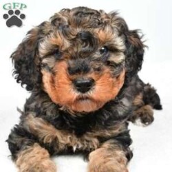 Willow/Cavapoo									Puppy/Female	/December 27th, 2025,Meet Willow, our precious Cavapoo puppy with a heart as sweet as can be Willow has inherited her mama’s loving personality and gentle spirit. She is incredibly sweet-natured, always ready to snuggle up close and soak in all the cuddles and attention she can get. If you’re looking for a little companion who will happily curl up in your lap and follow you around with adoring eyes, Willow is your girl. She has a soft, affectionate temperament that makes her a wonderful fit for families, couples, or anyone wanting a loyal little best friend. Willow thrives on love and connection, and she gives it right back with her warm, cuddly personality. This darling Cavapoo is ready to find her forever home where she can continue spreading joy, snuggles, and unconditional love every single day.