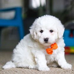Chance/Bichon Frise/Female/January 3, 2026