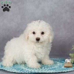 Fluffy/Bichon Frise									Puppy/Male	/9 Weeks,These sweet little ones are looking for their forever home—could that be with you?