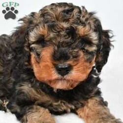 Willow/Cavapoo									Puppy/Female	/December 27th, 2025,Meet Willow, our precious Cavapoo puppy with a heart as sweet as can be Willow has inherited her mama’s loving personality and gentle spirit. She is incredibly sweet-natured, always ready to snuggle up close and soak in all the cuddles and attention she can get. If you’re looking for a little companion who will happily curl up in your lap and follow you around with adoring eyes, Willow is your girl. She has a soft, affectionate temperament that makes her a wonderful fit for families, couples, or anyone wanting a loyal little best friend. Willow thrives on love and connection, and she gives it right back with her warm, cuddly personality. This darling Cavapoo is ready to find her forever home where she can continue spreading joy, snuggles, and unconditional love every single day.