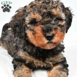 Willow/Cavapoo									Puppy/Female	/December 27th, 2025,Meet Willow, our precious Cavapoo puppy with a heart as sweet as can be Willow has inherited her mama’s loving personality and gentle spirit. She is incredibly sweet-natured, always ready to snuggle up close and soak in all the cuddles and attention she can get. If you’re looking for a little companion who will happily curl up in your lap and follow you around with adoring eyes, Willow is your girl. She has a soft, affectionate temperament that makes her a wonderful fit for families, couples, or anyone wanting a loyal little best friend. Willow thrives on love and connection, and she gives it right back with her warm, cuddly personality. This darling Cavapoo is ready to find her forever home where she can continue spreading joy, snuggles, and unconditional love every single day.