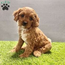 Rocky/Cavapoo									Puppy/Male	/8 Weeks,Hi my name is Rocky! I am a blonde with white cavapoo. My mom is a blenheim akc cavailer, and my dad is a red akc poodle. I love to play and cuddle.  I have been family raised around small children. I am currently working on my social skills. I have been vet checked and microchipped. I come with a one year genetic health guarantee. I am current on all vaccines and de-wormer. I will bring a mama blanket to my new home, it has her scent on it so it helps me adjust better. If you would like additional information please call or text Aaron. He can also send you more pictures or a video. If you would like we can also Facetime. Delivery options available. 