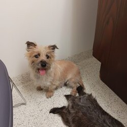 Yvonne/Cairn Terrier									Puppy/Female	/January 19th, 2026,Meet Yvonne! A playful,  active ball of fun! She is the smallest of the litter, but don’t let that fool you,  she can handle her own end just fine! She loves to explore and play.  Se has plenty of energy for lots of fun times!  She is up to date with shots and wormer, she is vet checked and is in excellent health.  She comes with ACA registration papers,  a small bag of her current food and a scent blankie to help smooth the transition to a new home. 