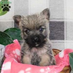 Yvonne/Cairn Terrier									Puppy/Female	/January 19th, 2026,Meet Yvonne! A playful,  active ball of fun! She is the smallest of the litter, but don’t let that fool you,  she can handle her own end just fine! She loves to explore and play.  Se has plenty of energy for lots of fun times!  She is up to date with shots and wormer, she is vet checked and is in excellent health.  She comes with ACA registration papers,  a small bag of her current food and a scent blankie to help smooth the transition to a new home. 