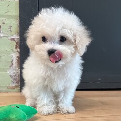 Adopt a dog:Chase/Bichon Frise/Female/December 20, 2025,Hi, I'm Chase! I'm an 11-week-old male Bichon Frise with a beautiful white coat, born on December 20. I am ready now to plan my trip to my forever family. Once I reach my adult size, I'm expected to weigh between 9–10 lbs. I'm UABR registered. I'm ready to turn your ordinary days into extraordinary ones.