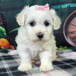 Adopt a dog:Bellatrix/Bichon Frise/Female/January 7, 2026,Hi, I'm Bellatrix! I'm a 9-week-old female Bichon Frise with a beautiful white coat, born on January 7. I am ready now to plan my trip to my forever family. Once I reach my adult size, I'm expected to weigh between 12–18 lbs. I'm ACA registered. I will fill your home with love and my wagging tail.