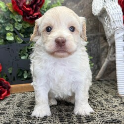 Adopt a dog:Scarlett/Havanese/Female/January 29, 2026,Hi, I'm Scarlett! I'm a 5-week-old female Havanese with a beautiful cream coat, born on January 29. I'll be ready to go home to my forever family after April 2, once I'm grown enough to leave my litter. When I reach my adult size, I should weigh between 10–12 lbs. I'm AKC registered. I'm ready to be your best friend and cuddle buddy for life.