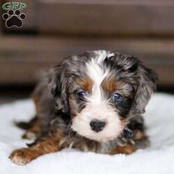 Casey/Cavapoo									Puppy/Male	/9 Weeks,Casey is a stunning male F1 Cavapoo with a striking blue merle coat and a bright, expressive face that immediately draws attention. His unique coloring paired with his soft features gives him a standout presence, while his early temperament appears balanced and attentive. 