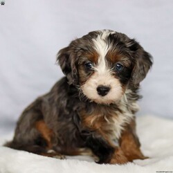 Casey/Cavapoo									Puppy/Male	/9 Weeks,Casey is a stunning male F1 Cavapoo with a striking blue merle coat and a bright, expressive face that immediately draws attention. His unique coloring paired with his soft features gives him a standout presence, while his early temperament appears balanced and attentive. 