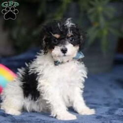 Ricky/Saint Berdoodle									Puppy/Male	/10 Weeks,Meet Ricky, a very cute F1B Miniature Saint Bernedoodle boy with the sweetest personality and the most irresistible fluffy coat! This handsome little guy is full of charm, curiosity, and playful energy, always ready to explore his surroundings or cuddle up right by your side. Ricky has a gentle, loving nature and a happy tail that never seems to stop wagging. He’s smart, affectionate, and eager to please, making him a wonderful companion for families of all ages. Whether he’s romping around during playtime or snuggling in for a cozy nap, Ricky is sure to fill your home with laughter, love, and puppy kisses.