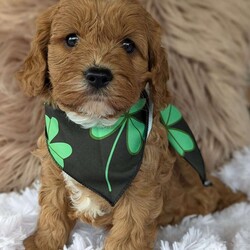 Champ/Cavapoo									Puppy/Male	/7 Weeks,Hi meet Champ! I am a happy healthy puppy looking for someone to give me lots of puppy kisses and play with me !! My parents are friendly and love attention, momma Luna is a miniature poodle weighing around 14 pounds daddy Lincoln is a cavalier . Any questions feel free to call Rebecca and she would love to chat with you!!