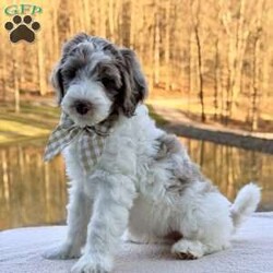 Praise/Bernedoodle									Puppy/Female	/9 Weeks,Meet Praise! She is a beautiful girl with a gorgeous chocolate Merle and white hair coat She is so sweet and playful. She can’t wait to meet you! 