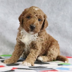 Muffin/Goldendoodle/Female/January 28, 2026